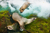 Galapagos Sea Lion (Zalophus wollebaeki) trio playing in water, Santa Fe Island, Galapagos Islands, Ecuador