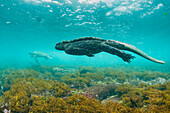 Marine Iguana (Amblyrhynchus cristatus) and Green Sea Turtle (Chelonia mydas), Cape Douglas, Fernandina Island, Galapagos Islands, Ecuador