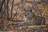 African Lion (Panthera leo) eight year old female, Kafue National Park, Zambia