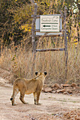 African Lion (Panthera leo) six month old female cub, Kafue National Park, Zambia