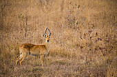 Puku (Kobus vardonii) male in savanna, Kafue National Park, Zambia