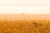 African Lion (Panthera leo) three year old female in savanna, Busanga Plains, Kafue National Park, Zambia