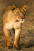 African Lion (Panthera leo) three year old female stalking, Busanga Plains, Kafue National Park, Zambia