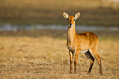 Puku (Kobus vardonii) juvenile, Busanga Plains, Kafue National Park, Zambia