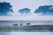 Lechwe (Kobus leche) females in floodplain at dawn, Busanga Plains, Kafue National Park, Zambia