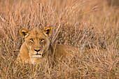 African Lion (Panthera leo) eight year old female, Kafue National Park, Zambia