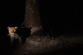 Leopard (Panthera pardus) male at scent-marking spray-tree at night, Kafue National Park, Zambia