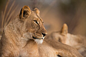 African Lion (Panthera leo) four year old female, Kafue National Park, Zambia