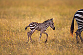 Burchell's Zebra (Equus burchellii) foal following mother, Masai Mara, Kenya