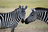 Burchell's Zebra (Equus burchellii) pair nuzzling, Masai Mara, Kenya