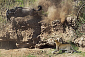 Leopard (Panthera pardus) male hunting Blue Wildebeest (Connochaetes taurinus) on riverbank, Mara River, Masai Mara, Kenya