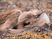 Caribou (Rangifer tarandus) newborn calf, of the porcupine herd, sleeping, Arctic National Wildlife Refuge, Alaska