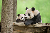 Giant Panda (Ailuropoda melanoleuca) mother and young, Wolong Nature Reserve, Sichuan, China
