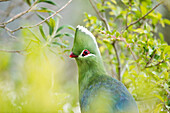 Knysna Turaco (Tauraco corythaix), Garden Route National Park, Western Cape, South Africa