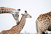 Northern Giraffe (Giraffa camelopardalis) mother nuzzling calf, Itala Game Reserve, KwaZulu-Natal, South Africa