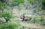 Black Rhinoceros (Diceros bicornis) mother and calf in savanna, Itala Game Reserve, KwaZulu-Natal, South Africa