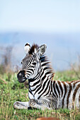 Burchell's Zebra (Equus burchellii) foal, Itala Game Reserve, KwaZulu-Natal, South Africa