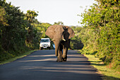 African Elephant (Loxodonta africana) bull on road with safari vehicle, iSimangaliso Wetland Park, KwaZulu-Natal, South Africa