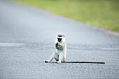 Savanah Monkey (Chlorocebus aethiops) looking at object on road, iSimangaliso Wetland Park, KwaZulu-Natal, South Africa