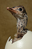 Ostrich (Struthio camelus) chick hatching, native to Africa. Sequence 3 of 3