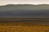 Vicuna (Vicugna vicugna) group in dry puna grassland, Abra Granada, Andes, northwestern Argentina