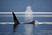 Orca (Orcinus orca) male breathing at surface, Prince William Sound, Alaska