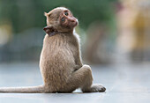 Long-tailed Macaque (Macaca fascicularis) young, Malay Peninsula, Thailand