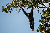 White-handed Gibbon (Hylobates lar) calling while hanging in tree, Kaeng Krachan National Park, Thailand
