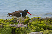 American Oystercatcher (Haematopus palliatus), Balandra Beach, Baja California, Mexico