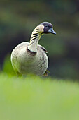 Nene (Branta sandvicensis) goose, Wailoa River State Recreation Area, Big Island, Hawaii