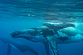 Humpback Whale (Megaptera novaeangliae) mother and newborn calf, Tonga