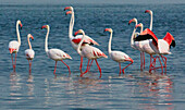 European Flamingo (Phoenicopterus roseus) group wading in lake, Walvis Bay, Namibia
