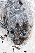 Southern Elephant Seal (Mirounga leonina) pup, Falkland Islands