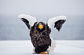 Steller's Sea Eagle (Haliaeetus pelagicus) taking flight in snowfall, Hokkaido, Japan