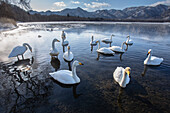 Whooper Swan (Cygnus cygnus) group on lake, Lake Kussharo, Hokkaido, Japan