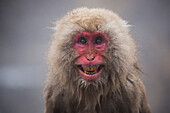 Japanese Macaque (Macaca fuscata) in defensive posture in hot spring, Jigokudani, Nagano, Japan