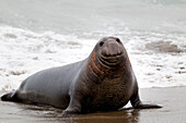 Northern Elephant Seal (Mirounga angustirostris) male, Piedras Blancas, California