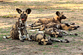 African Wild Dog (Lycaon pictus) juveniles, Sabi-sands Game Reserve, South Africa