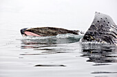Photograph of humpback whale (Megaptera novaeangliae) swimming and feeding on Krill in Wilhelmena Bay, Antarctic Peninsula. The whales migrate here in the summer to feed on the Krill. Krill numbers have declined by over 50%. They feed on algae that grows 