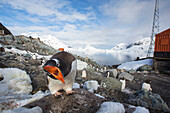 Gentoo Penguins amongst coastal scenery in Paradise Bay off Graham Land, Antarctica