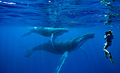 Snorkeler swimming with humpback whales in ocean, Kingdom of Tonga, Ha'apai Island group, Tonga