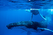 Humpback whales in ocean, Kingdom of Tonga, Ha'apai Island group, Tonga