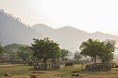 Elephants and mahouts crossing park to get morning drink from river, Chiang Mai, Thailand