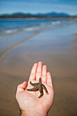 Close-up of hand of person holding starfish at beach