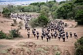 Herd of wildebeests heading towards Mara River during migration, Masai Mara National Reserve, Kenya