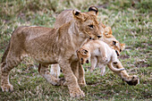 Beautiful nature photograph of two young lions (Panthera leo) playing with younger cub, Masai Mara National Reserve, Kenya