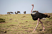 Side view of male ostrich (Struthio camelus) in savannah, Masai Mara National Reserve, Kenya