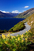 Wildflowers against winding highway along coast of Lake Wanaka, New Zealand