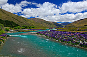 Clouds and vibrant blue sky over Ahuriri River lined with field of blooming lupines, New Zealand