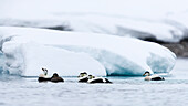 Beautiful Arctic nature photograph with group of common eiders (Somateria mollissima) swimming in Arctic Ocean, Spitsbergen, Svalbard and Jan Mayen, Norway